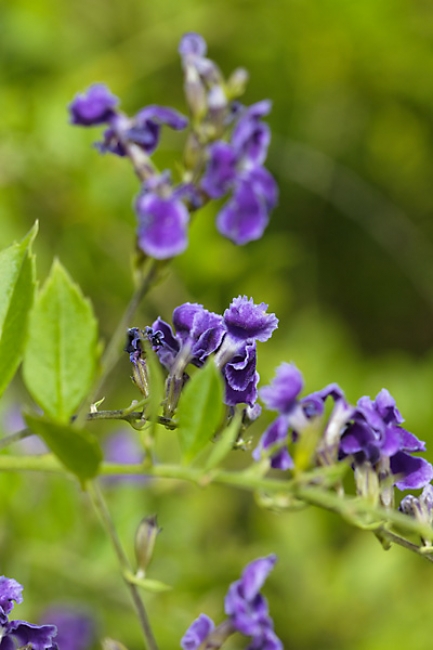 Fleurs Nanthawan Aout 2010-027